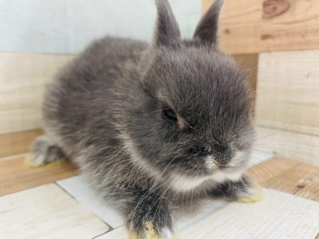 ネザーランドドワーフ