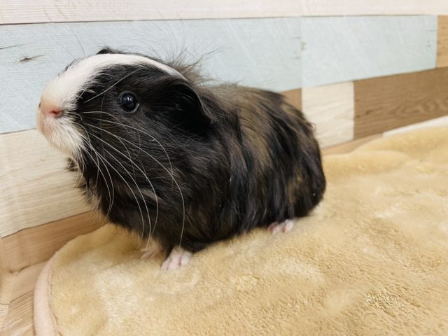 シェルティモルモット