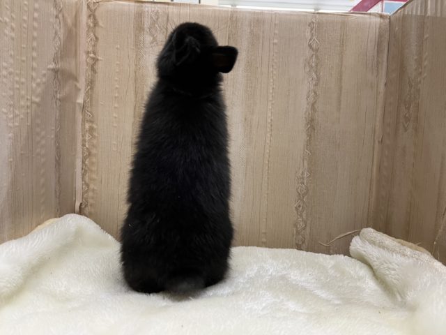 ネザーランドドワーフ