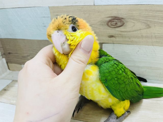 シロハラインコ