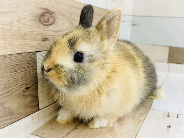 ネザーランドドワーフ