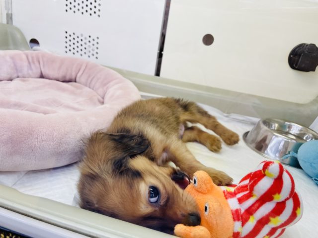 ミニチュアダックス