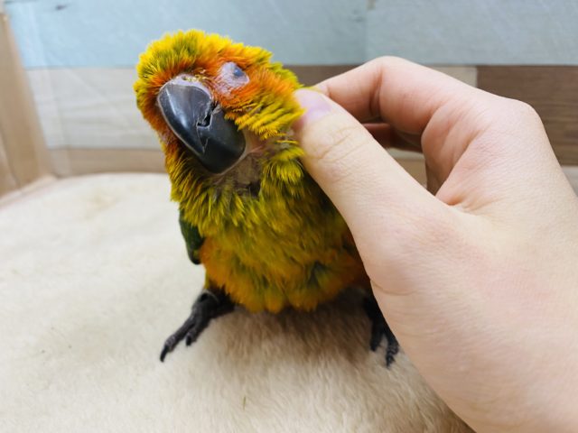 コガネメキシコインコ