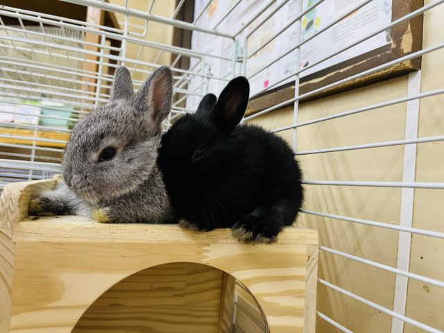 ネザーランドドワーフ