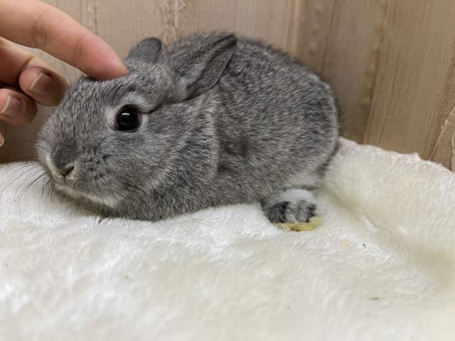 ネザーランドドワーフ