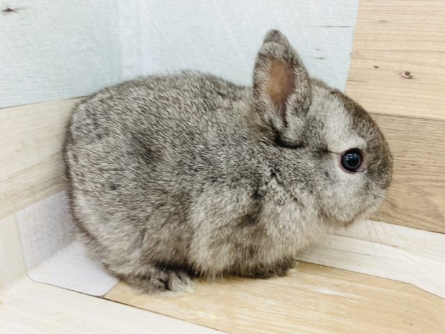 ミニウサギ