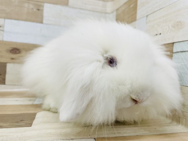 アメリカンファジーロップ