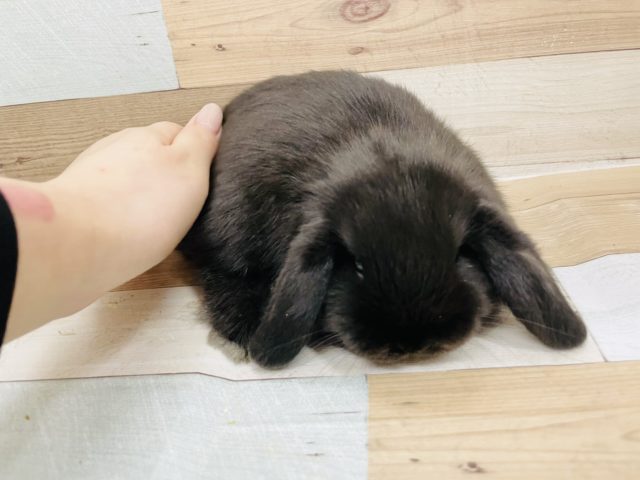 ホーランドロップ