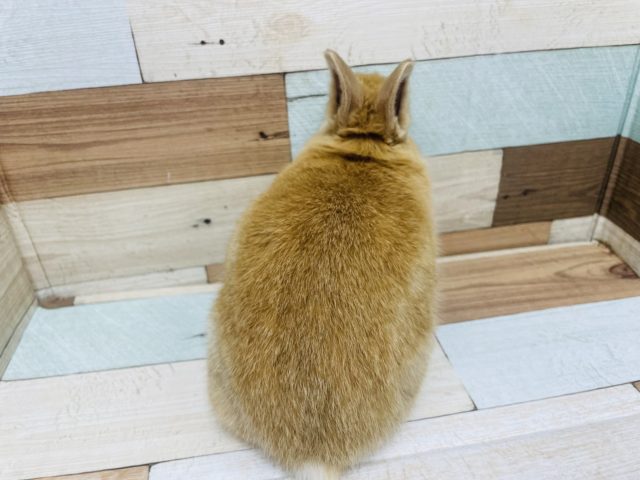 ネザーランドドワーフ