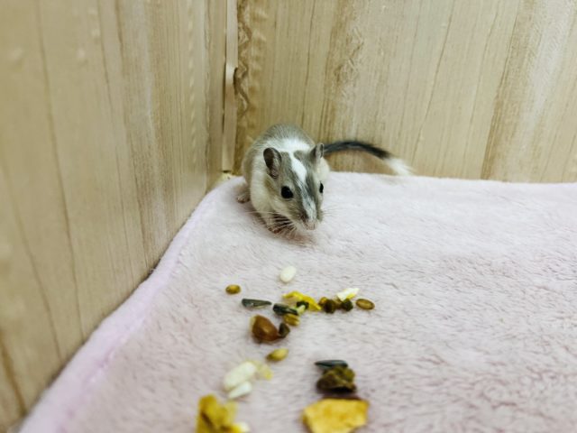 カラージャービル（スナネズミ）