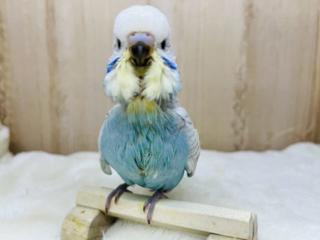 ジャンボセキセイインコ