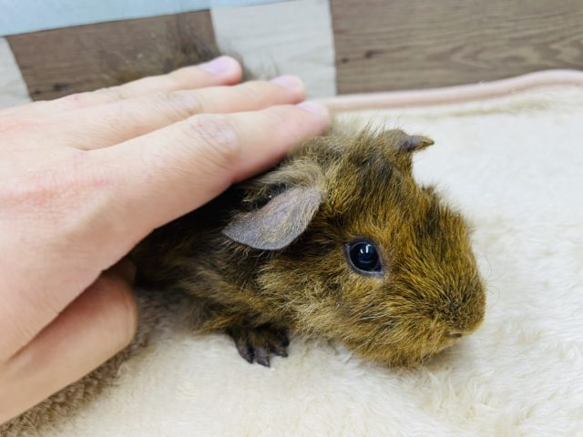 テッセルモルモット
