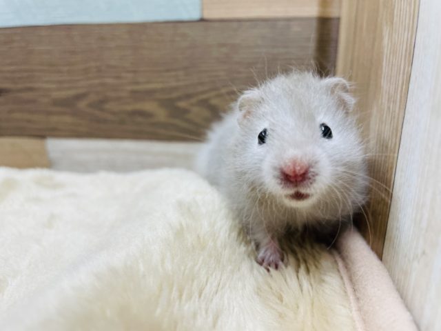 ゴールデンハムスター