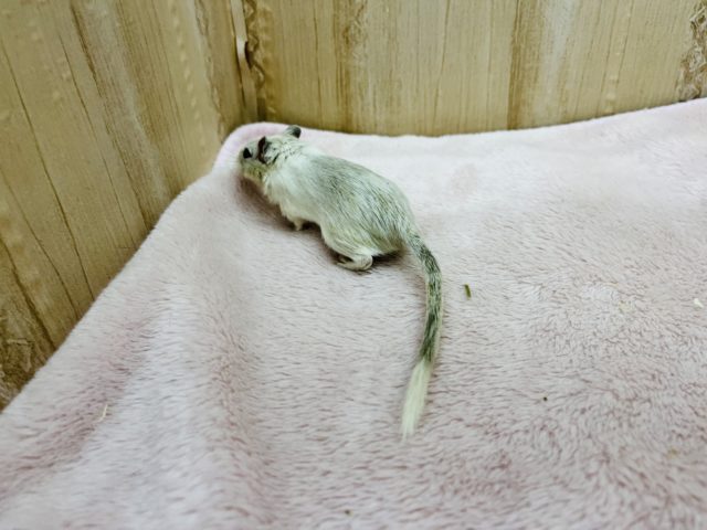 カラージャービル（スナネズミ）