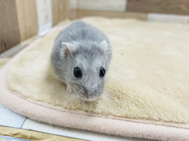 ロシアンブルーハムスター