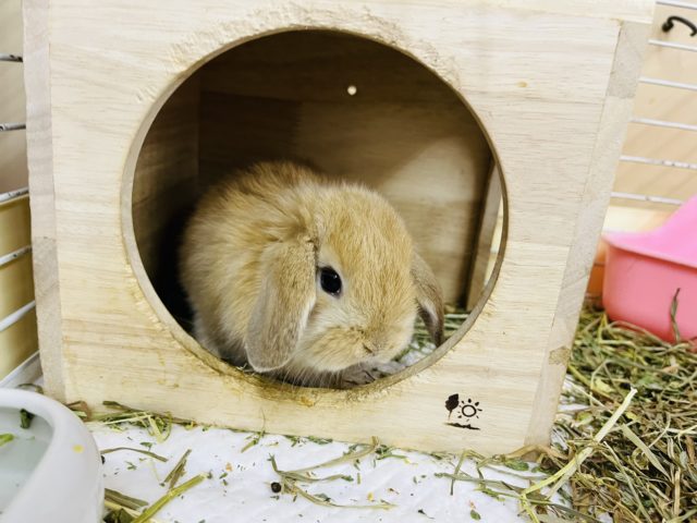 ホーランドロップ