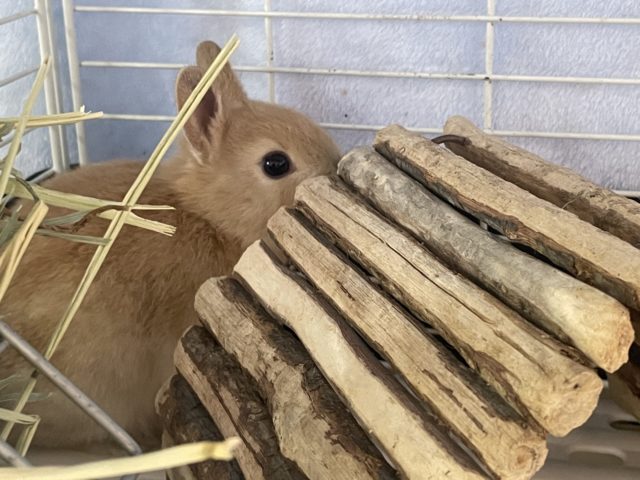 ネザーランドドワーフ