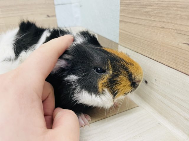 アビシニアンモルモット