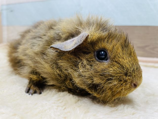 テッセルモルモット