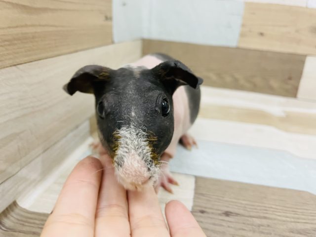 スキニーギニアピッグ