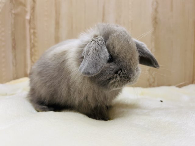 ホーランドロップ