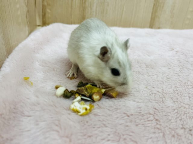 カラージャービル（スナネズミ）