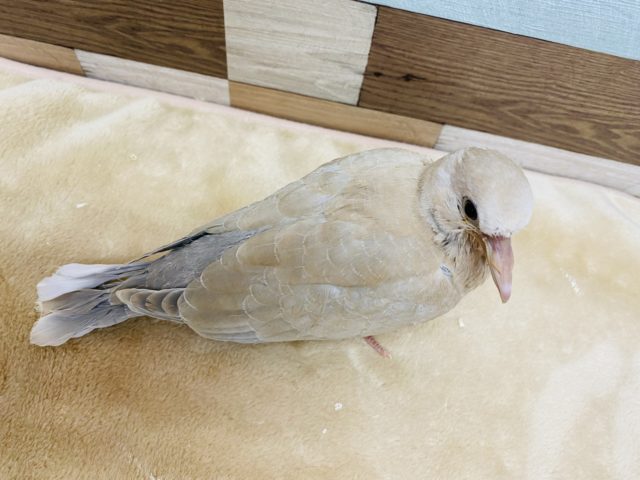 ジュズカケバト