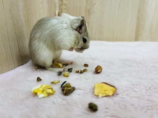 カラージャービル（スナネズミ）