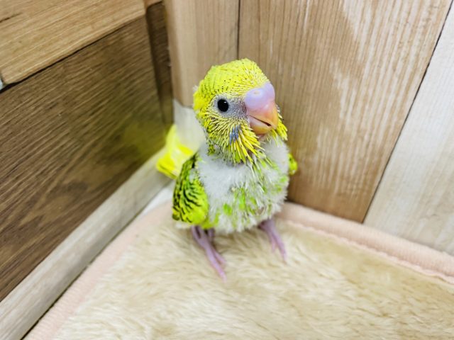 セキセイインコ