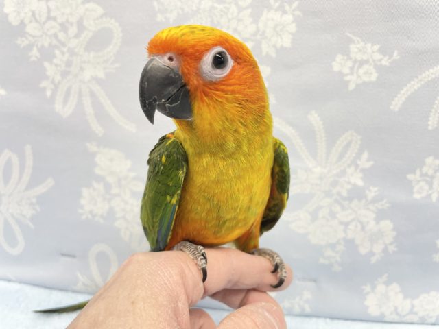 コガネメキシコインコ