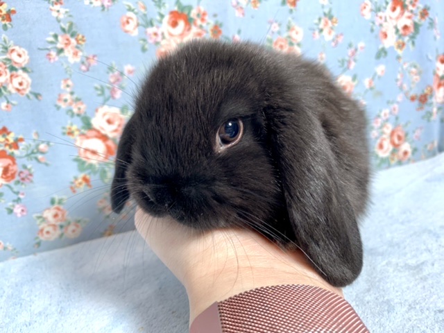 ホーランドロップ