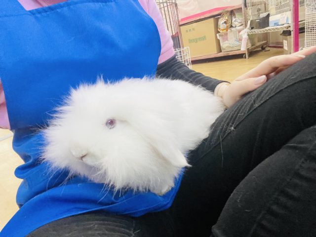 アメリカンファジーロップ