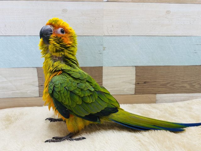 コガネメキシコインコ