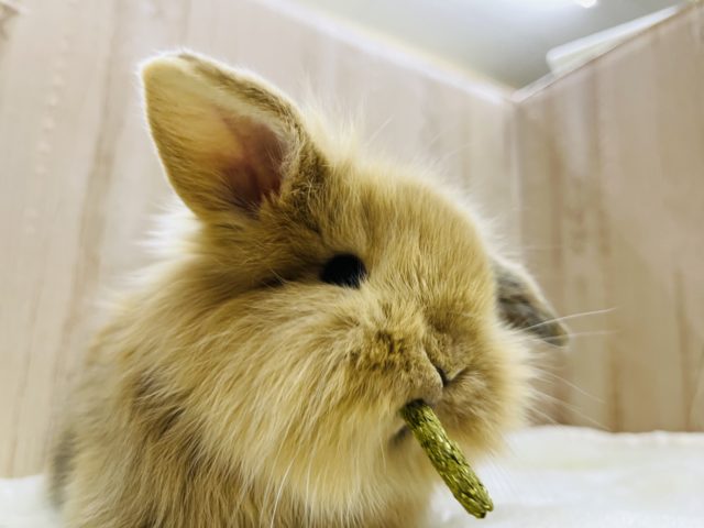 ロップイヤーラビット