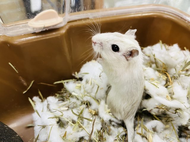 カラージャービル（スナネズミ）