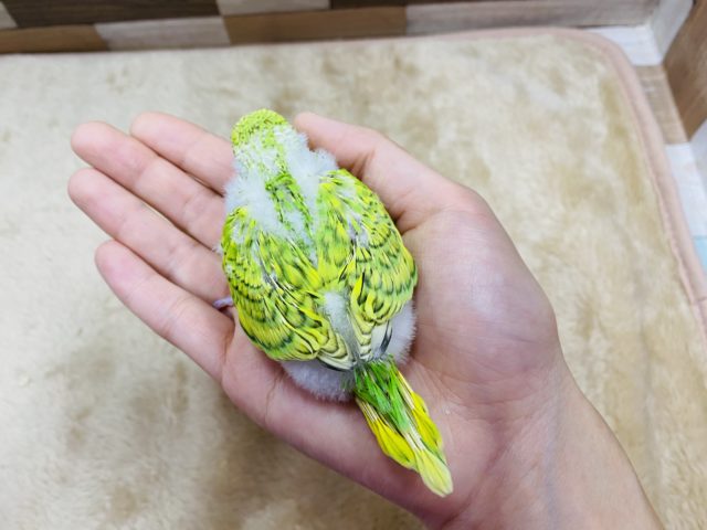 セキセイインコ