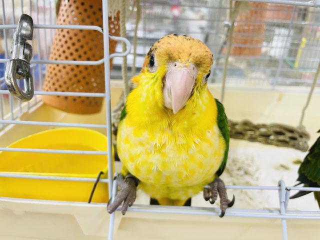 シロハラインコ