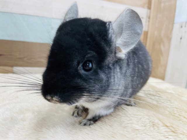 チンチラ