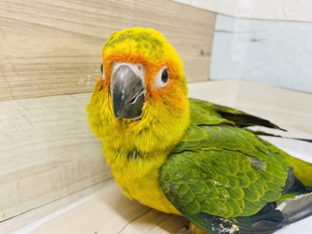 コガネメキシコインコ