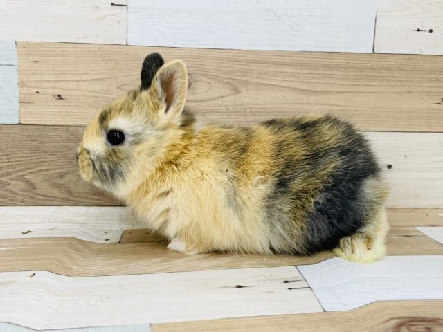 ネザーランドドワーフ