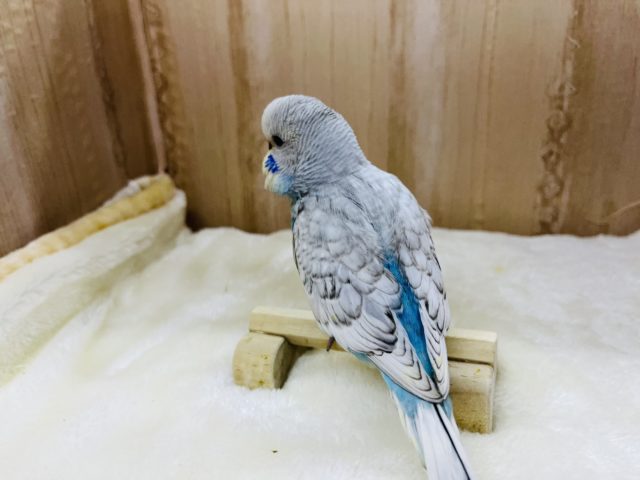 ジャンボセキセイインコ