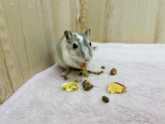 カラージャービル（スナネズミ）