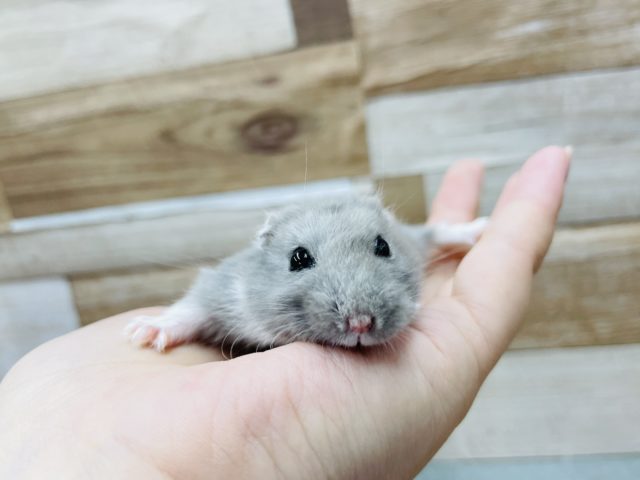 ロシアンブルーハムスター