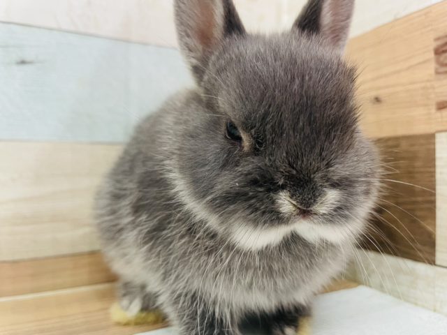 ネザーランドドワーフ