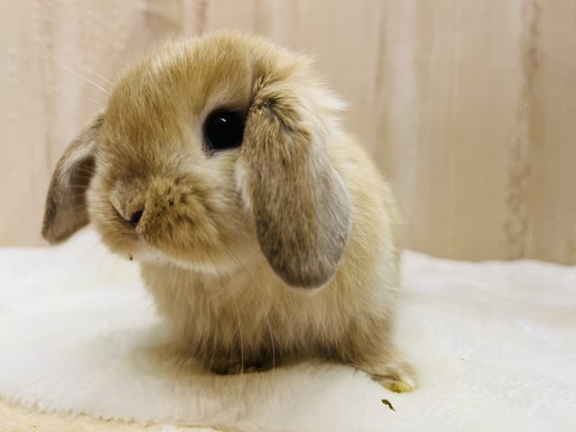 ホーランドロップ