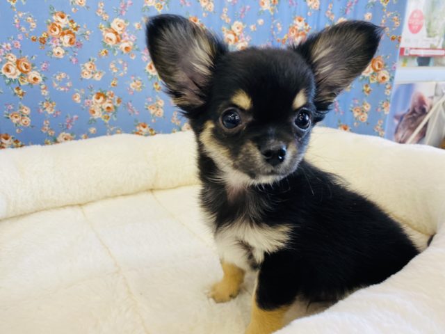 イケメンチワワ登場‼️‼️‼️ チワワ