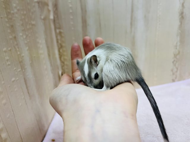 カラージャービル（スナネズミ）