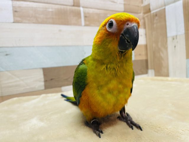 コガネメキシコインコ