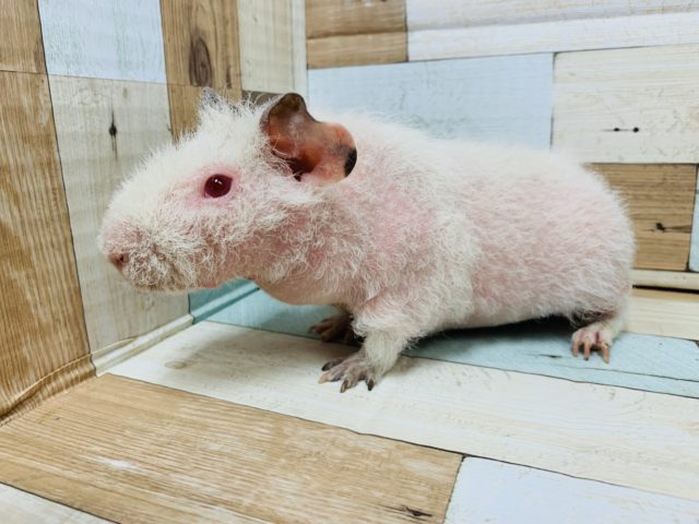 スキニーギニアピッグ