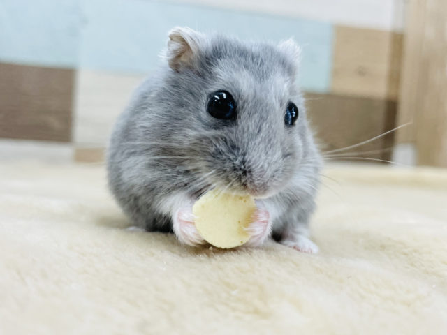 ロシアンブルーハムスター